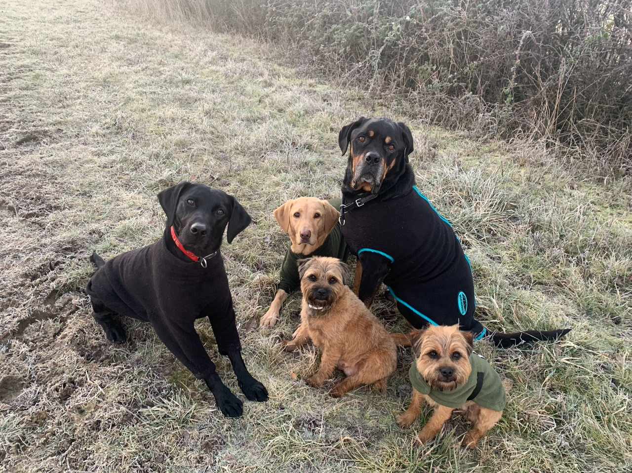 Kate's five dogs sitting together on a frosty field